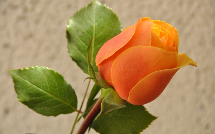 цветок роза оранжевая