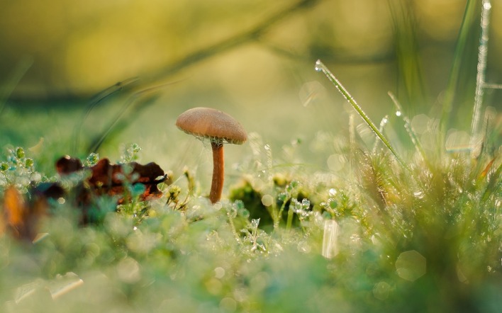 гриб лес роса блики