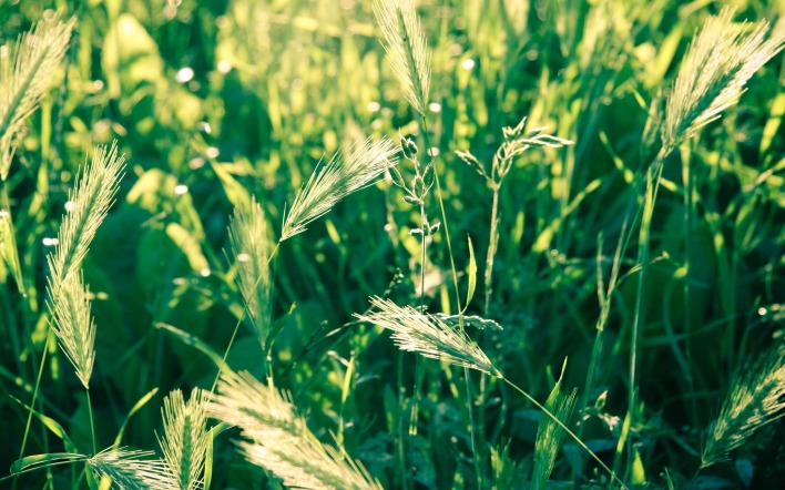 колоски пшеница трава