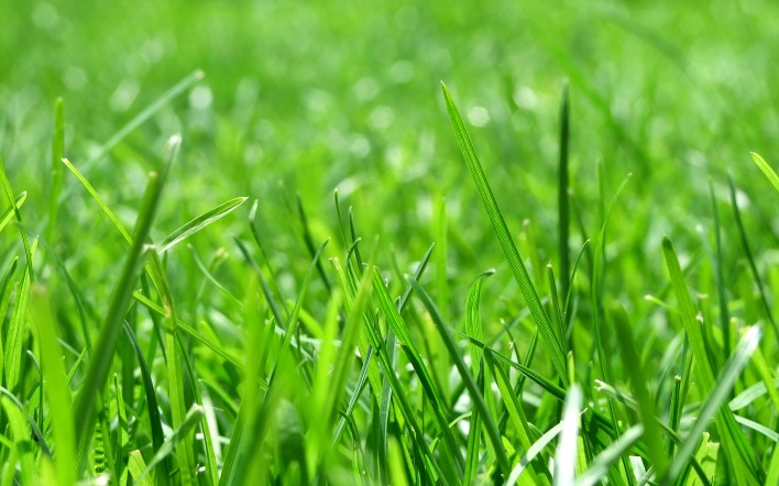 трава зелень