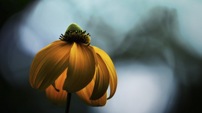 цветок желтый