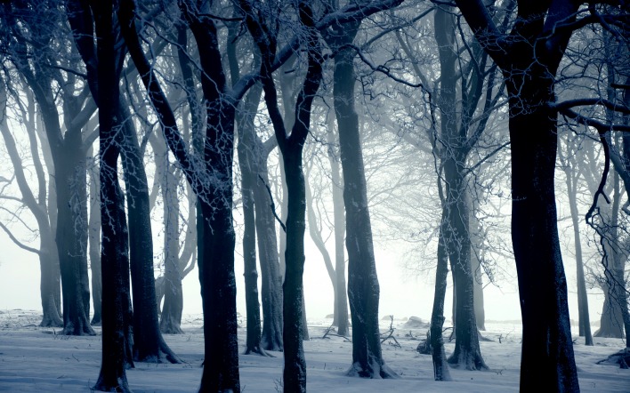 лес зима опушка