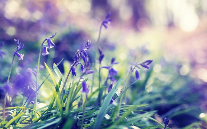 цветы лесные фиолетовые