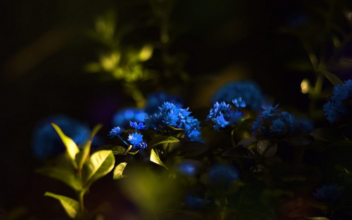 гортензия цветы синие