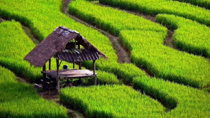 беседка трава рисовые поля