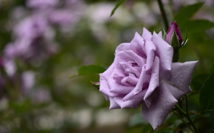 цветок фиолетовый лепестки капли боке
