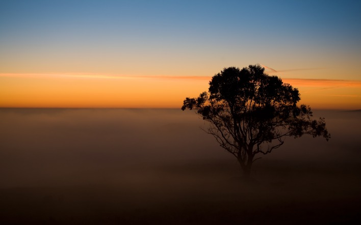 дерево туман рассвет горизонт