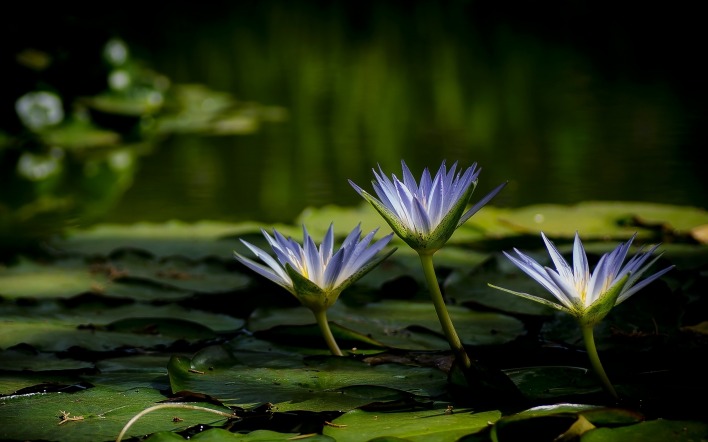 кувшинки цветы озеро