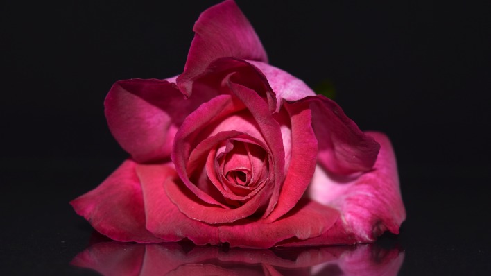 роза бутон цветок лепестки