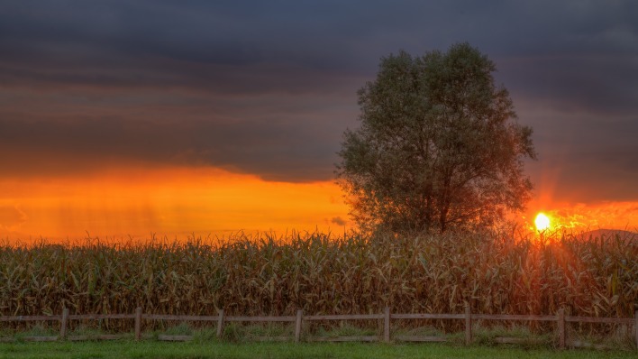 кукуруза поле закат дерево