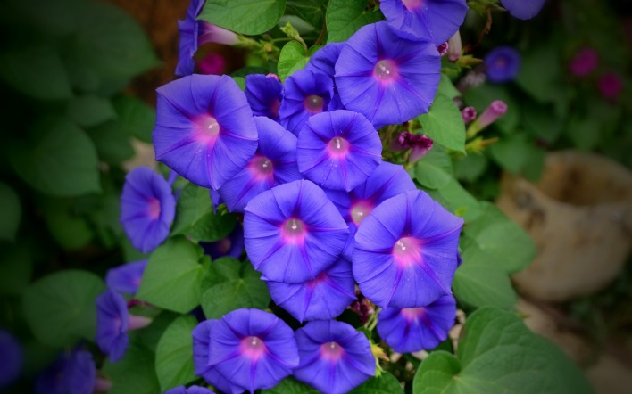 ипомея синяя растение цветы