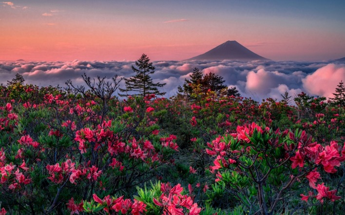 цветочная поляна небо облака гора