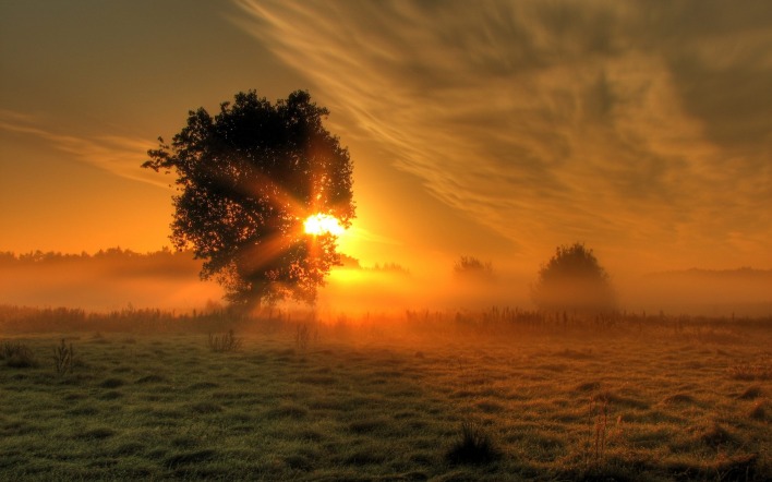 утро туман дерево рассвет