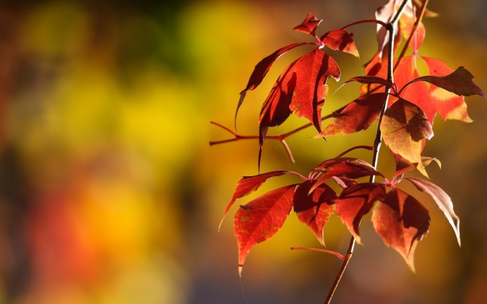 листья ветка осень красные