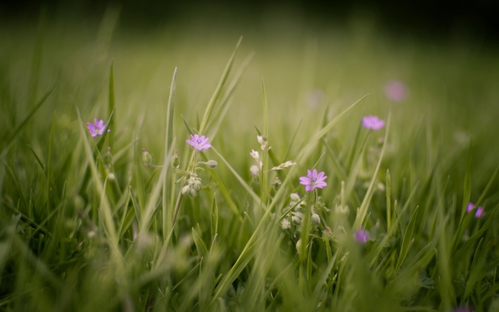 трава цветочки поляна