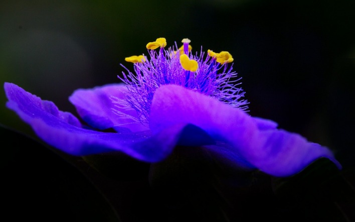 цветок пестик фиолетовый