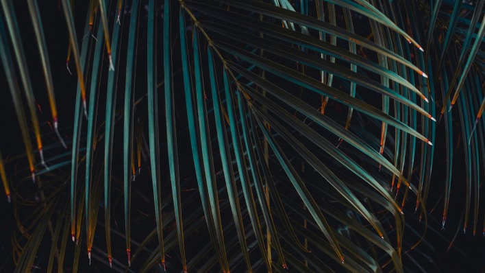 пальма ветки ночь