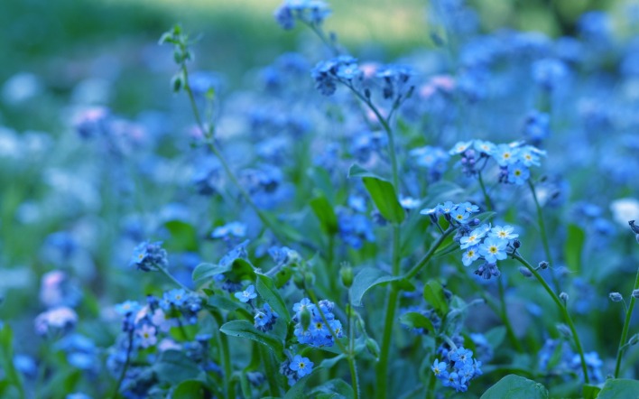 цветы голубые цветочная поляна