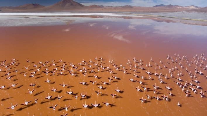 фламинго пустыня водоем высота