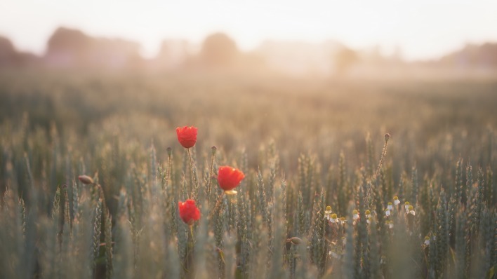 поле пшеница мак цветы