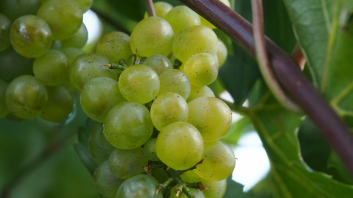 виноград зеленый гроздь