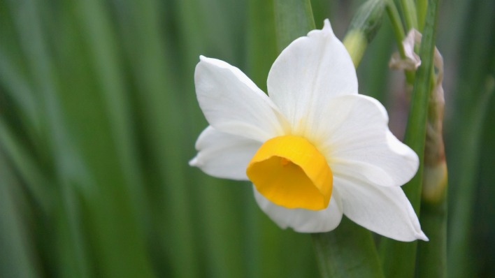 цветок белый распустившийся
