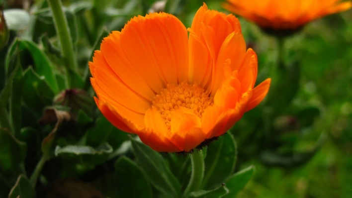 цветок оранжевый крупный план