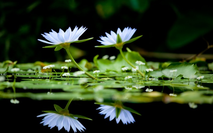 кувшинки цветение цветки вода отражение зелень