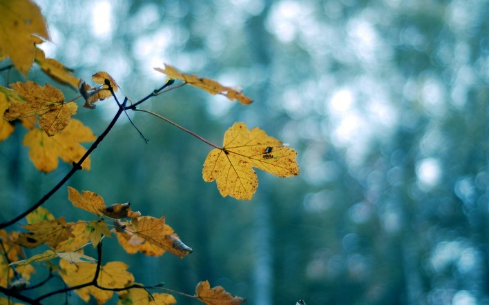 ветка листья осень боке
