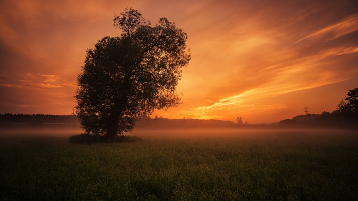 поле дерево закат туман