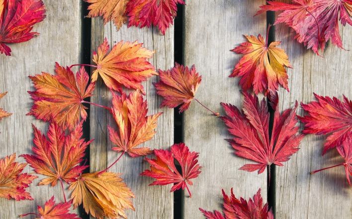листья осенние листья бордовые доски