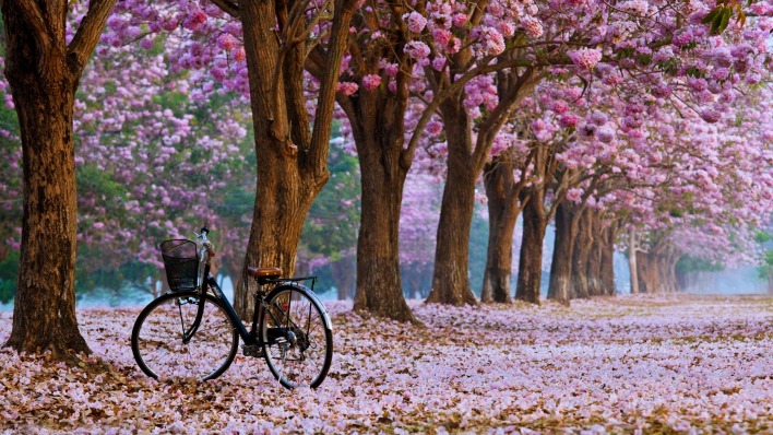 сакура цветение япония велосипед парк аллея