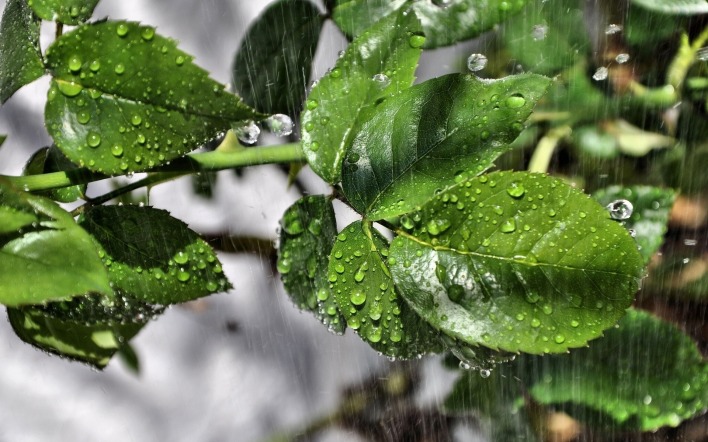 дождь листья крупный план зелень