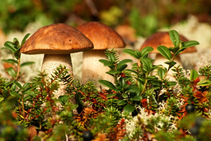 гриб подберезовик крупный план мох