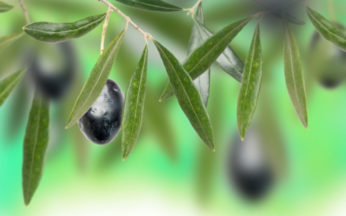 оливка ветка листья размытость