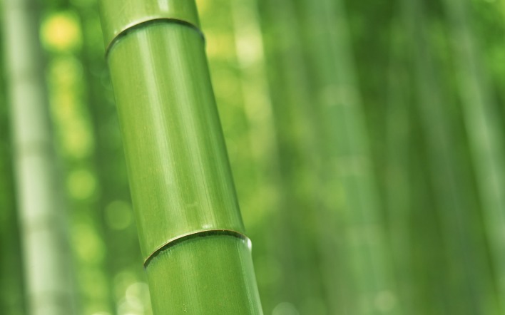бамбук ствол зелень