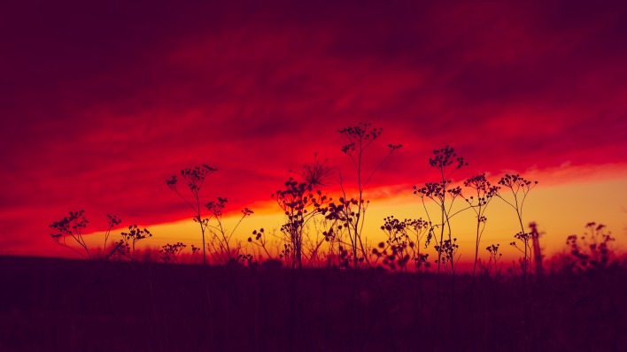 закат трава красный закат небо