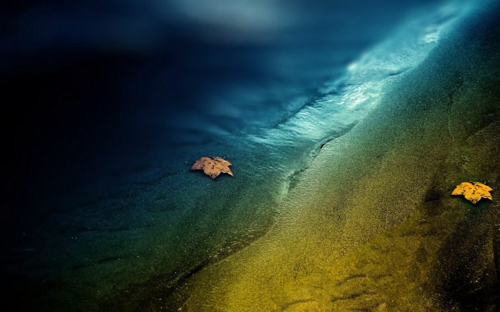 берег вода листья песок