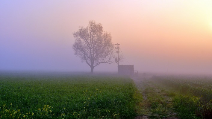 туман утро поле одно дерево