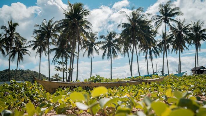 лодка пальмы растения трава отлив