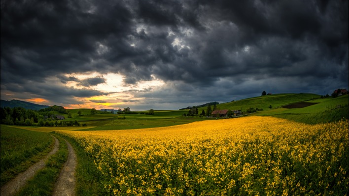 дорога поле рапс желтое поле закат тучи