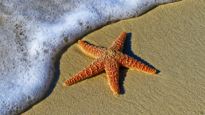 морская звезда песок волна пена