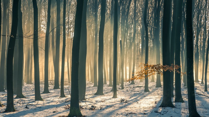 лес стволы деревья туман
