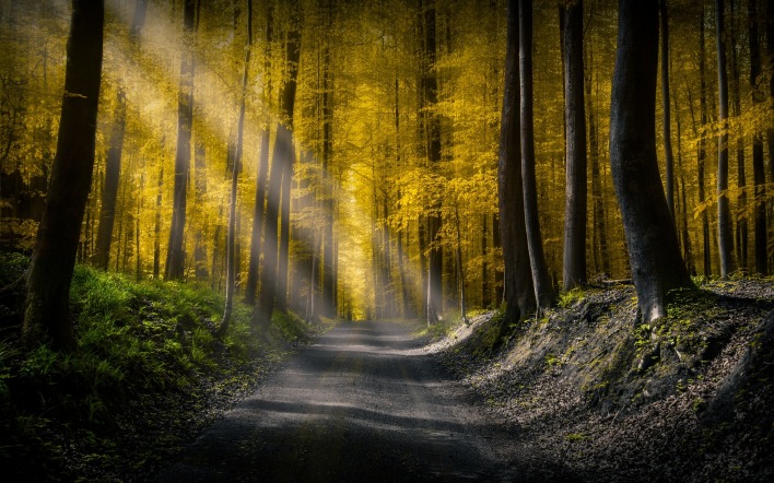 дорога лес лучи деревья