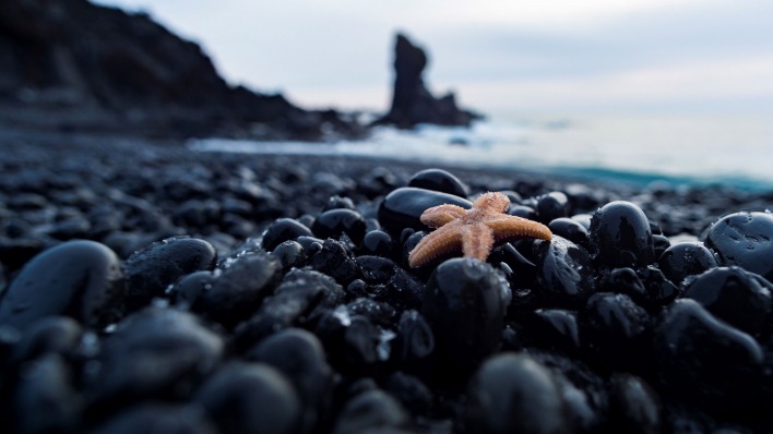 камни галька берег черные морская звезда