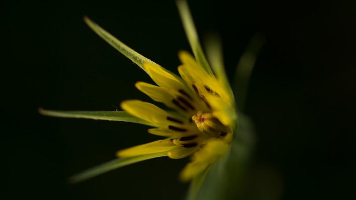 цветок одуванчик желтый темный фон