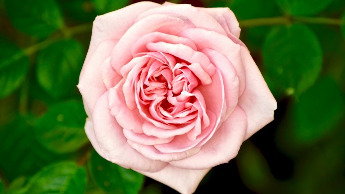 цветок роза бутон розовый