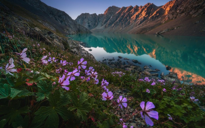 цветы полевые горы озеро