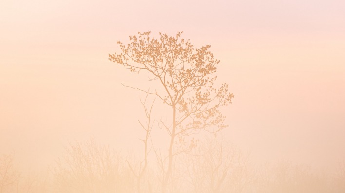 дерево туман минимализм
