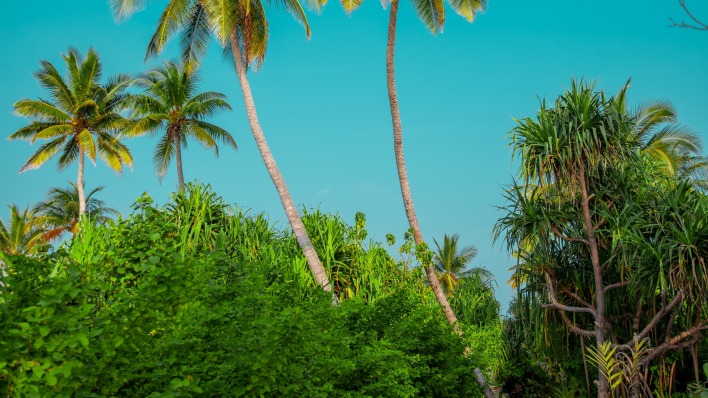 пальмы джунгли зелень растения